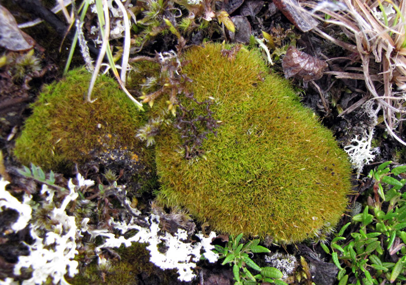 Oncophorus virens